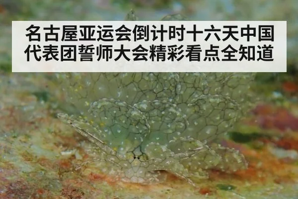 名古屋亚运会倒计时十六天中国代表团誓师大会精彩看点全知道
